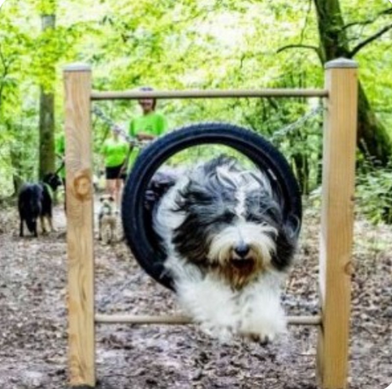 Ontbering Wereldwijd Bezit Camping met hond | Veluwecamping 't Schinkel
